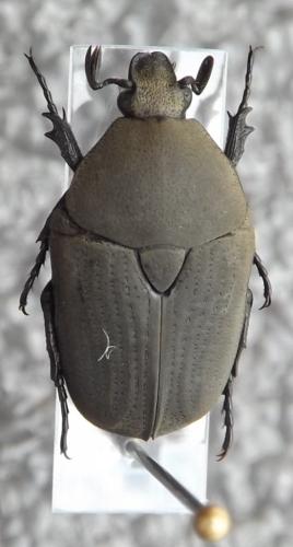 Tephraea pulverulenta